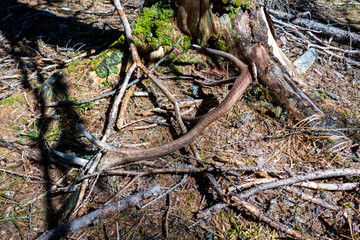 a shed antler from a red deer is lying on the forest floor in spring