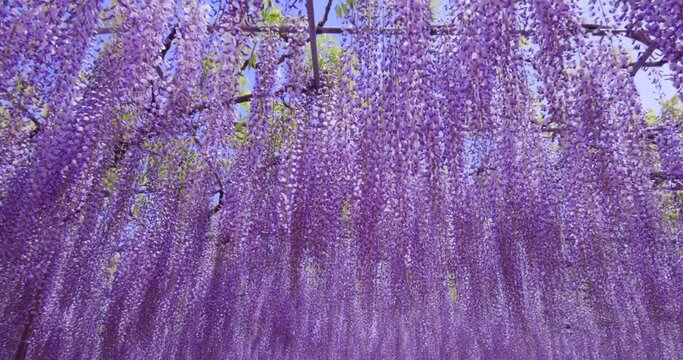 紫色が綺麗な瑞々しいフジの花