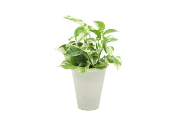 pothos pearls and jade devil ivy plant in white pot with white isolated background