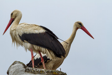 Stork