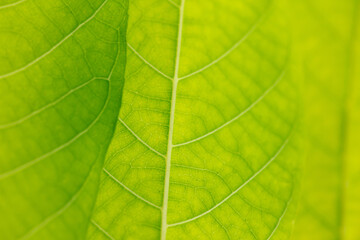 Close up of green leaf as background.