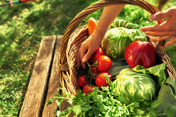 Closeup of a gardener female's hands putting in a basket freshly picked ecological vegetables at the farm. A young owner farmer woman with the organic harvest in the basket.