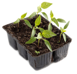 Bell pepper seedlings on a white background.
