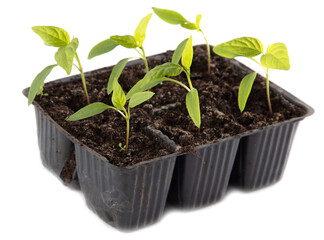 Bell pepper seedlings on a white background.