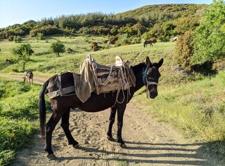 two horses in a field