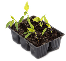 Bell pepper seedlings on a white background.