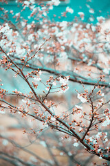 桜