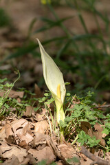 The plant (Arum orientale) grows in the mountain forest close-up