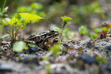 遠くを見つめるトノサマガエル