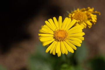 yellow flower