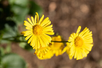 yellow flower