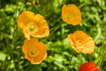 カラフルで綺麗な瑞々しいポピー
