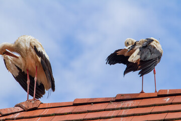 Stork