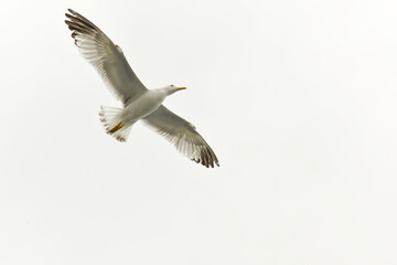 Seabird seagull with spread wings in flight on a white background.