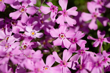 Obraz premium pink flowers