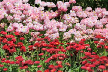 Pink daisies on a flower bed in spring