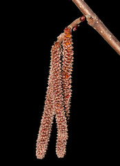Buds on a branch of hazelnuts in the spring on a black background.