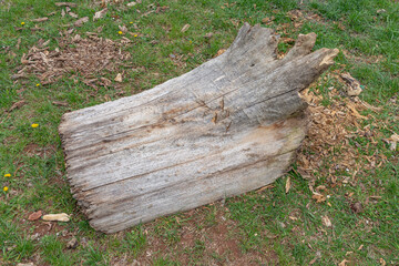 Thick Aspen tree trunk lumber wood log cut stump timber 