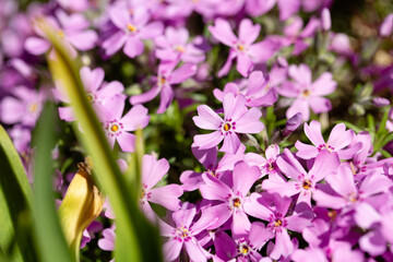 Obraz premium flowers in the garden