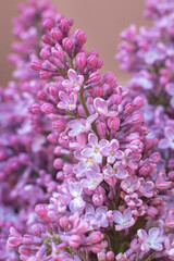 Flowers on a branch of lilac in nature