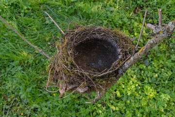 Natural bird bird's birds nest on tree bush forest brach, made of moss and straws