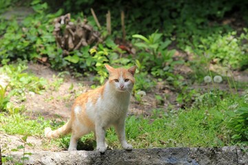 Naklejka na ściany i meble Red-haired street cat in the park