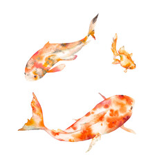 Watercolor oriental rainbow carp set. Isolated hand drawn fishes. Underwater wildlife illustration