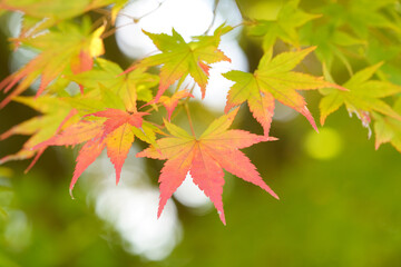 Autumn leaves of maple colored with beautiful gradation