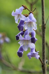 Branches of Paulownia tomentosa with blue flowers and leaves in spring