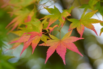 Autumn leaves of maple colored with beautiful gradation