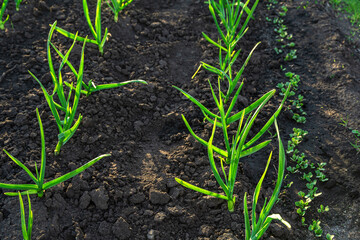 Growing young juicy garlic in natural conditions.