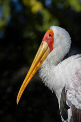 A Yellow-billed stork (Mycteria ibis) from South Africa and Madagascar