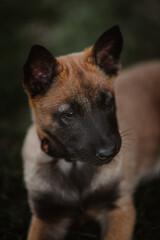 Belgian shepherd posing on grass. German shepherd dog.