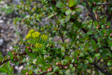 Obraz premium Cotoneaster thickets on a sunny day, side view. Green leaves of cotoneaster in the sun. Cotoneaster bush close-up.