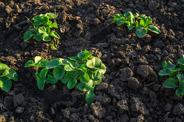 Young strawberry bushes growing in the black earth.