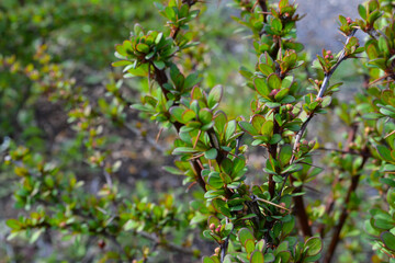 Fototapeta premium Cotoneaster thickets on a sunny day, side view. Green leaves of cotoneaster in the sun. Cotoneaster bush close-up.