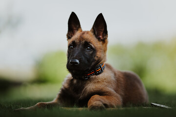 Belgian shepherd posing on grass. German shepherd dog.