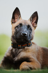 Belgian shepherd posing on grass. German shepherd dog.