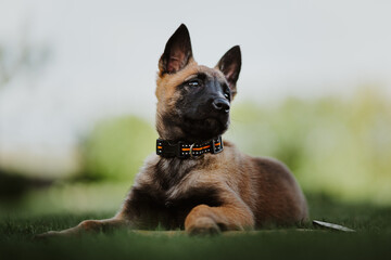 Belgian shepherd posing on grass. German shepherd dog.