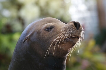 Naklejka premium California Sea Lion, Zalophus californianus 