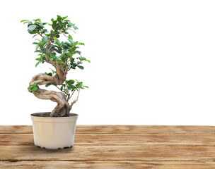Beautiful bonsai tree in pot on wooden table against white background
