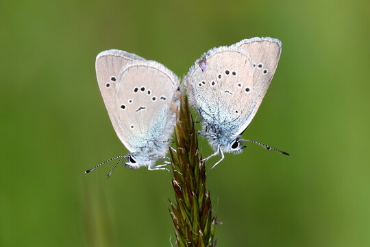 accouplement de papillons azuré des cytise argus bleu violet