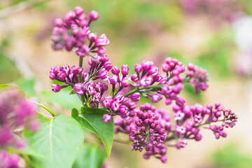 Spring flowering lilac bushes in the garden. Close-up buds and flowers. Branches with bunches of flowers, Springtime. Green leafies on background