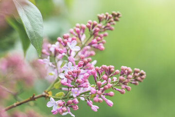 Spring flowering lilac bushes in the garden. Close-up buds and flowers. Branches with bunches of flowers, Springtime. Green leafies on background