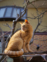 ginger street cat on the fence