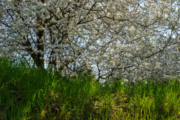 blossoming white cherry in spring over a green grass lit by the warm spring sun.