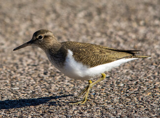 Piro piro piccolo (Actitis hypoleucos)