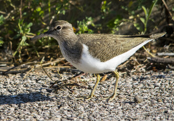 Piro piro piccolo (Actitis hypoleucos)