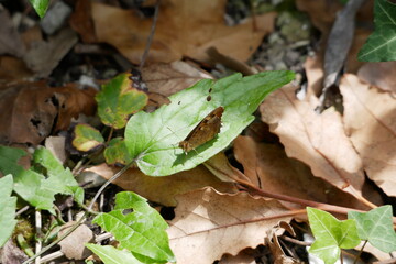 Papillon sur une feuille