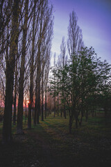 Obraz premium Sunset view through trees and grass